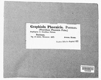 Graphiola phoenicis image